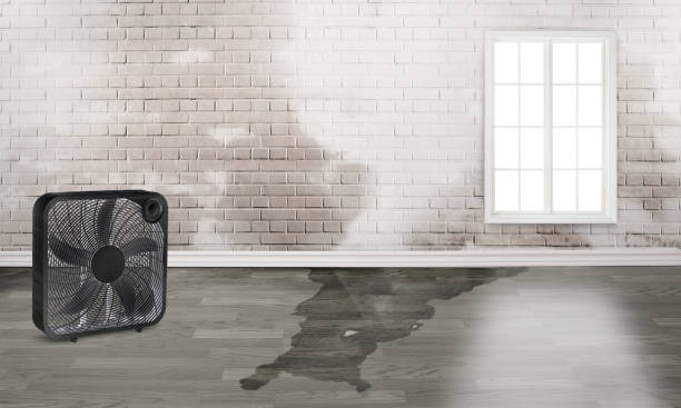 Best Water damage contractors near me  in Altavista, VA